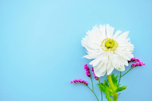 istock A refreshing material with white anemones and magenta statice flowers on a blue background 1398895454