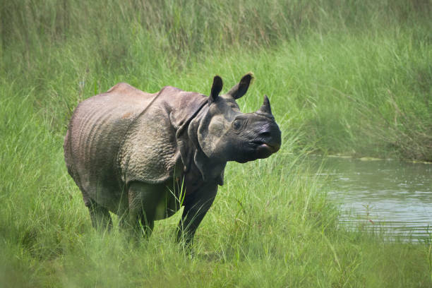 An Asian rhinoceros is standing in green grass alongside a river
