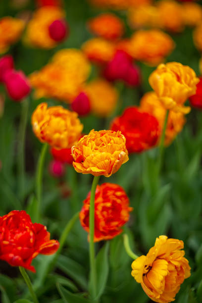 istock Beautiful terry tulips bloom in the park 1398896502