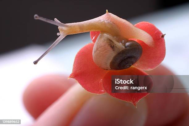 Weinbergschnecke Und Kalanchoe Stockfoto und mehr Bilder von Blatt - Pflanzenbestandteile - Blatt - Pflanzenbestandteile, Blume, Blumenbeet