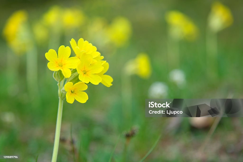 Primroses Field of primroses Beauty Stock Photo