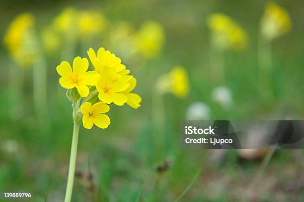 Primroses Stock Photo - Download Image Now - Beauty, Beauty In Nature, Blossom