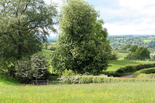 A cheshire lane in summer with flowers in the meadow and may on the trees