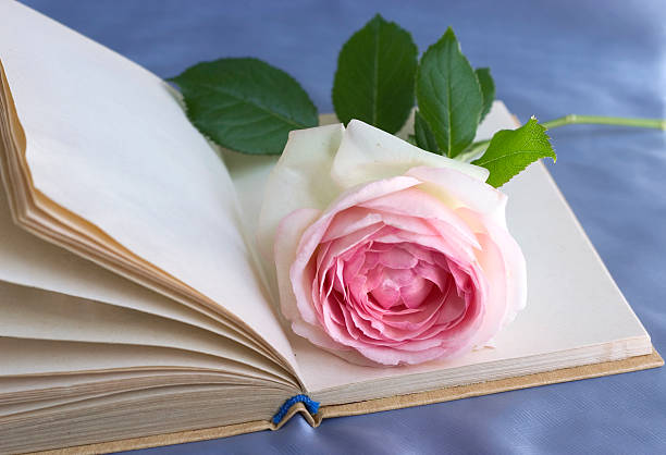 reading romance book with rose (empty pages for your text) happy end stock pictures, royalty-free photos & images