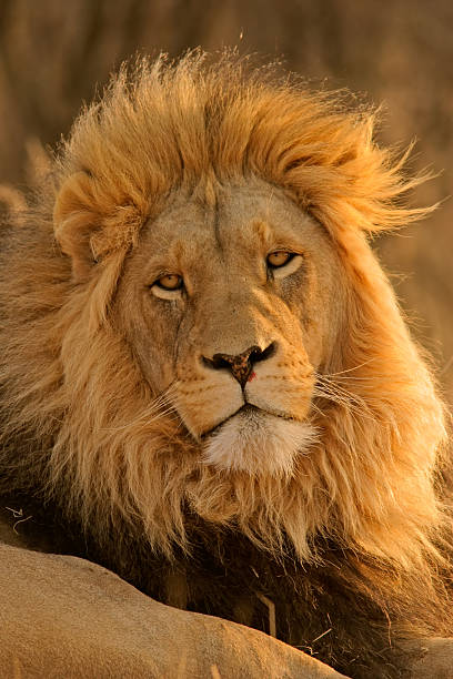 istock Big male African lion 139889928