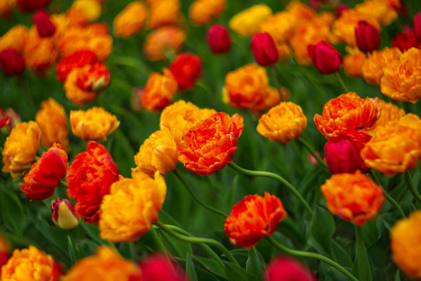 istock Beautiful terry tulips bloom in the park 1398899531