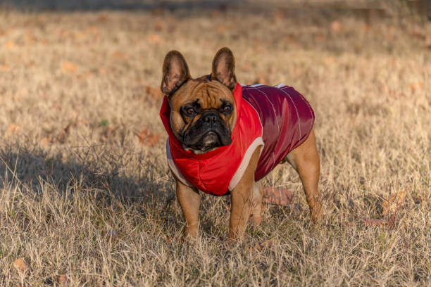 istock French bulldog with coat in autumn. 1398899761