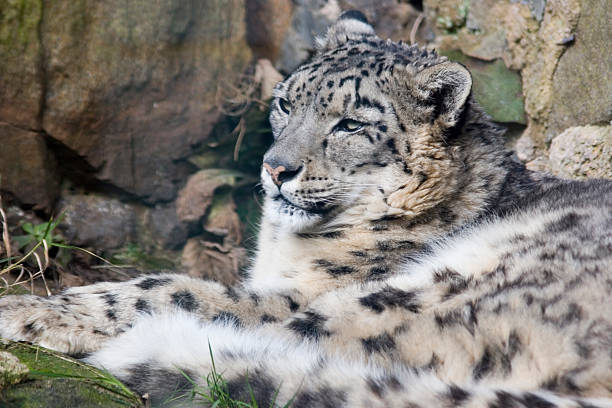 Snow leopard stock photo