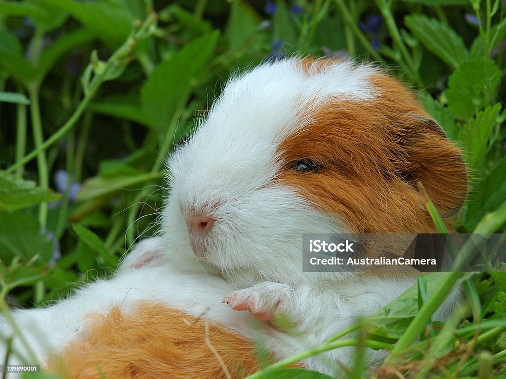 Guiny guiny laying on its back Guinea Pig Stock Photo