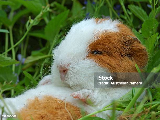 Guiny Stock Photo - Download Image Now - Guinea Pig, Sleeping, Animal