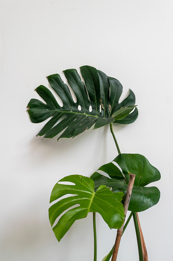 Delicious Monstera