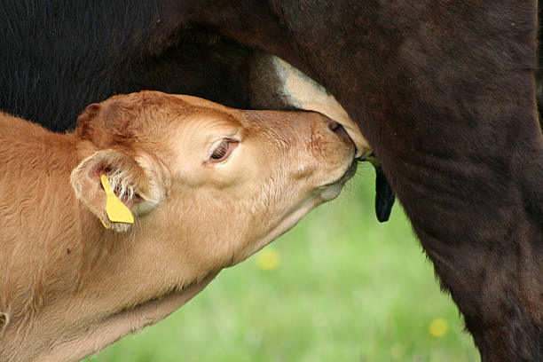 「サースティ作業 - domestic cattle calf mother field ストックフォトと画像