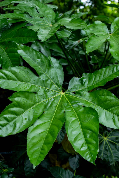 istock Fatsia japonica 1398900658