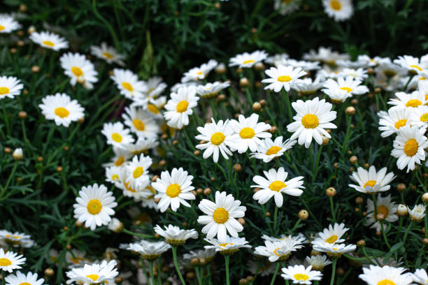 istock Blooming chamomile among green grass, natural background. 1398900691