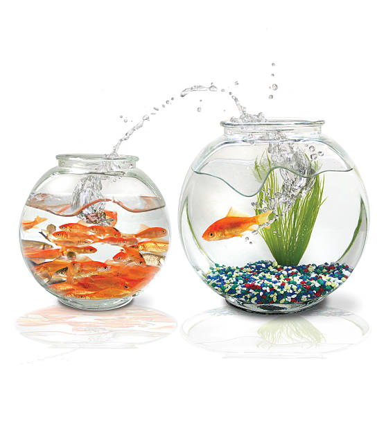 Splash! Fish jumps to a better home stock photo