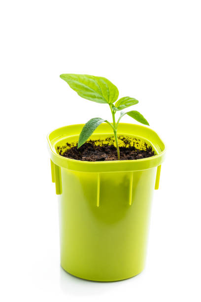 istock Young baby green pepper crop in plastic pot isolated on white 1398901689