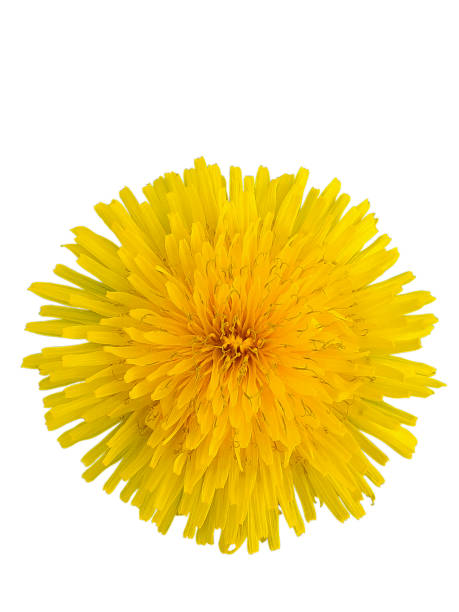 istock Bright yellow dandelion flower closeup isolated on white clipping background 1398901708