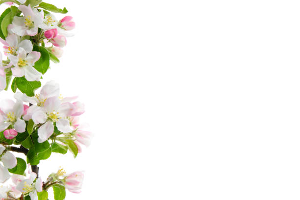 Branch of beautiful spring blossom apple tree on white background.