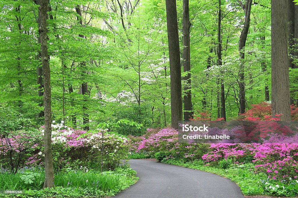 Bosque de azaleas - Foto de stock de Delaware libre de derechos