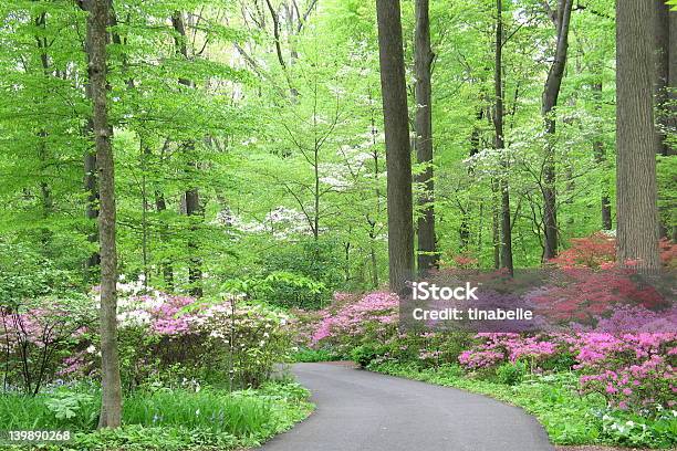 Azalea Woodland - Fotografie stock e altre immagini di Delaware - Delaware, Primavera, Sentiero