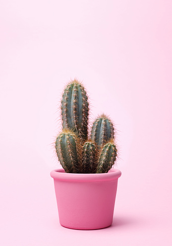 Green cactus on pink background in a pink flowerpot.