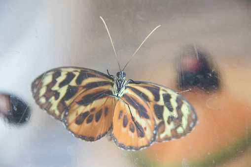 butterfly on a piece of glass