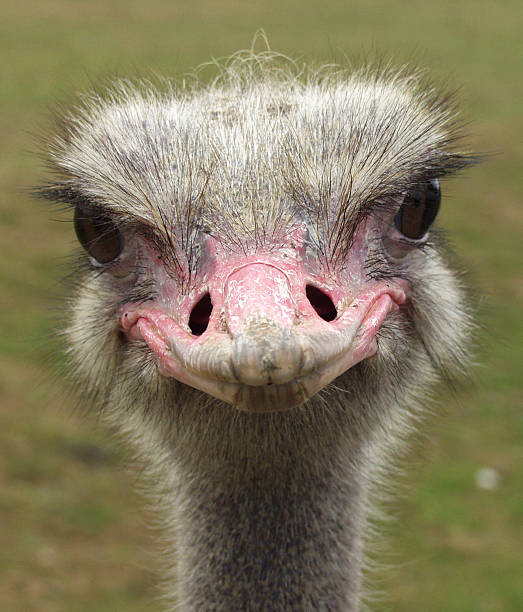 istock Cheeky ostrich grin 139890515