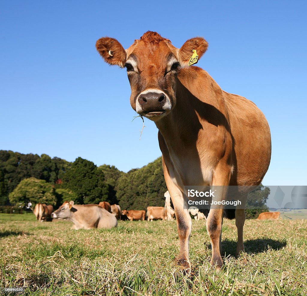 Cool Cow Jersey dairy cow looking relaxed, NSW, Australia Jersey Cattle Stock Photo