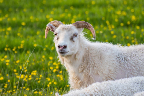 istock Sheep with lamb on the icelandic countryside 1398906841