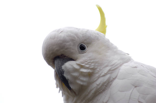 istock Isolated Sulphur-Crested Cockatoo 139890716