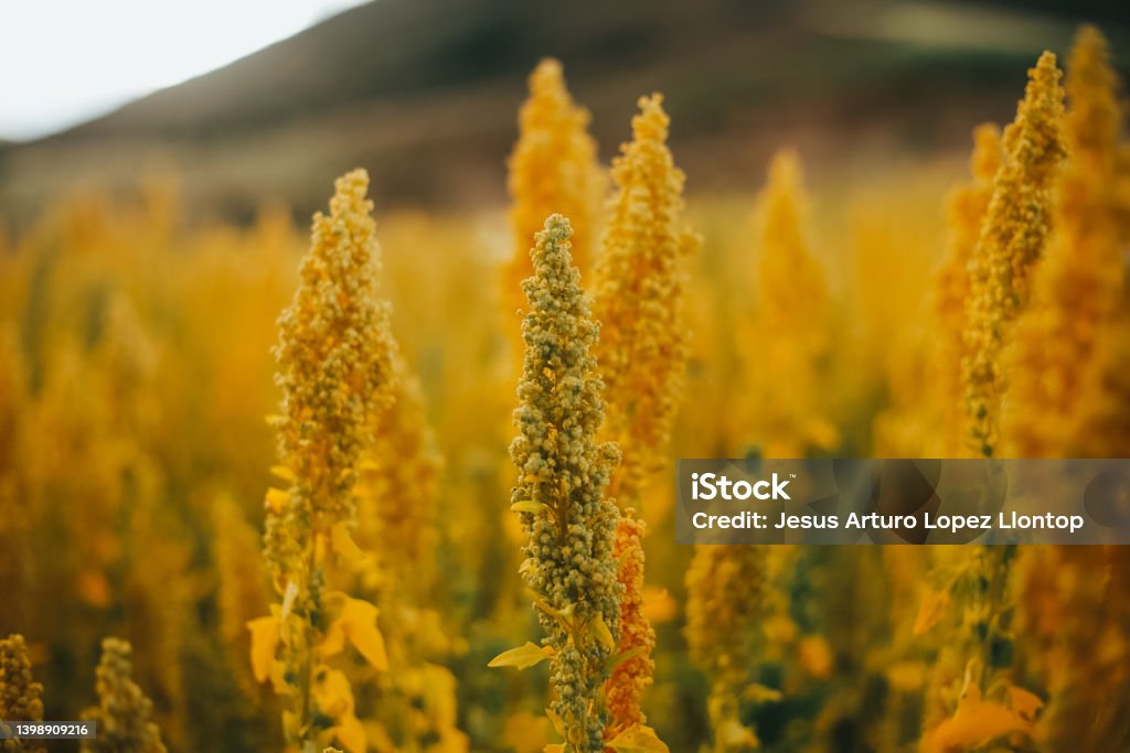 yellow quinoa plant in peruvian fields. close-up of yellow quinoa plant growing in the fields of Peru. Nutritious cereal known as a healthy superfood. Macrophotography Stock Photo
