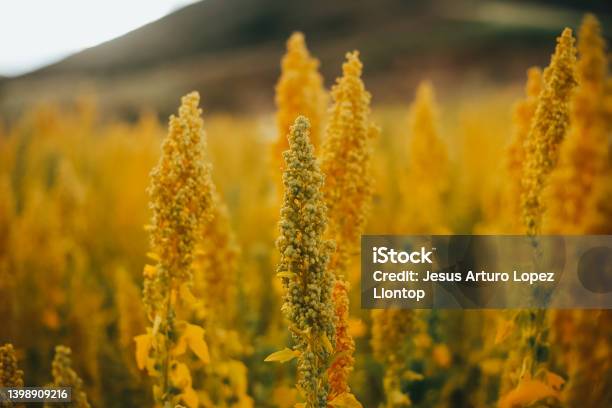 Yellow Quinoa Plant In Peruvian Fields Stock Photo - Download Image Now - Macrophotography, Farm, Plant