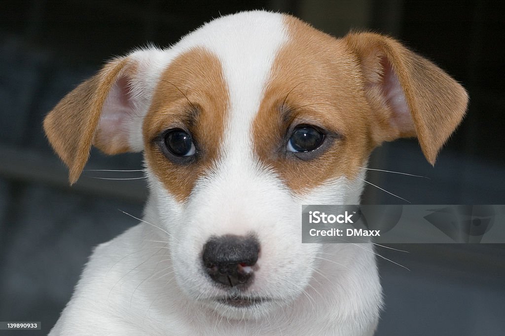 puppy jack russell - Zbiór zdjęć royalty-free (Depresja - Smutek)