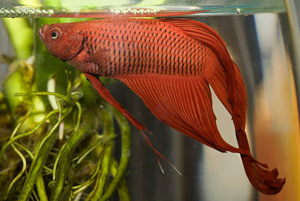 бойцовая рыбка (betta splendens - siamese fighting fish tropical fresh water fish fishbowl fighting fish стоковые фото и изображения