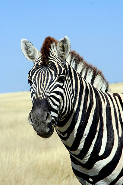 Zebra watching stock photo