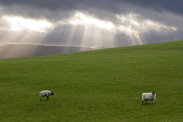 Sheep and sky stock photo