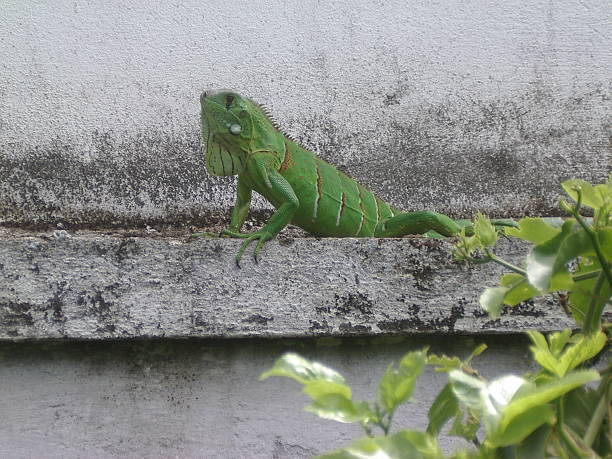 Iguana stock photo