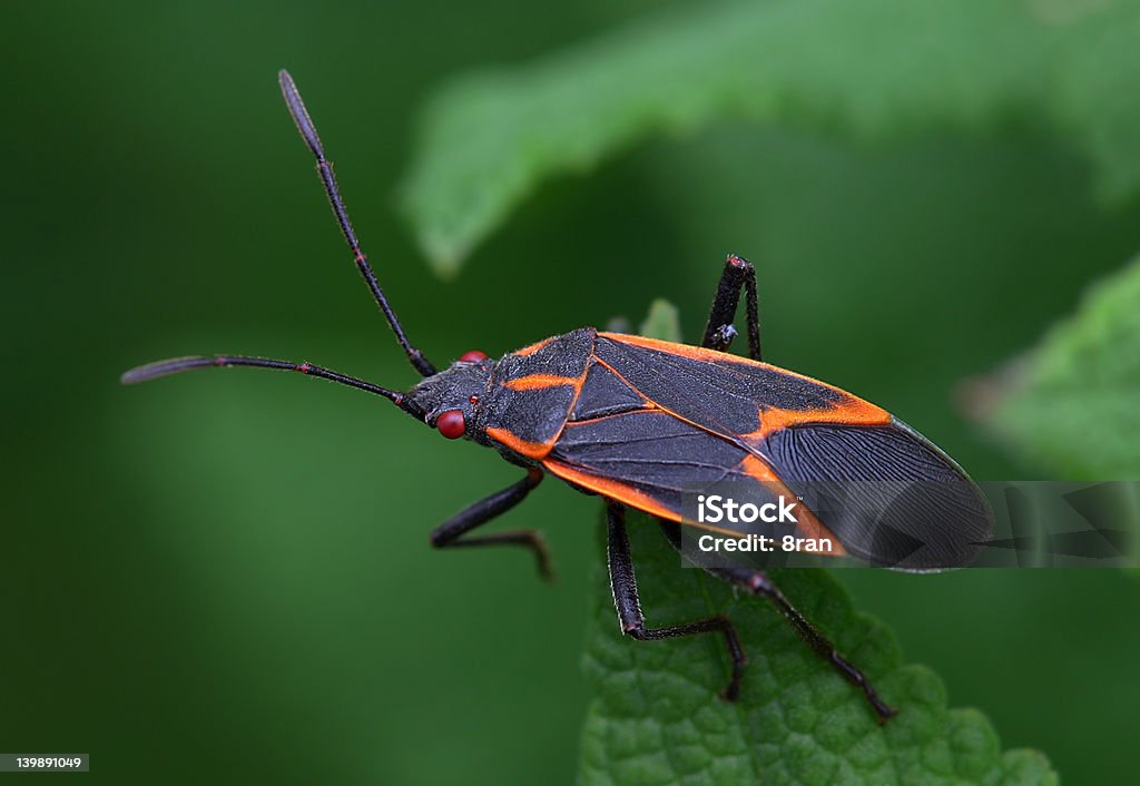 Box Elder Bug These harmless bugs overwinter in homes and emerge to mate and multiply, usually favoring a south-facing wall.  Sometimes they can number in the thousands! Animal Stock Photo