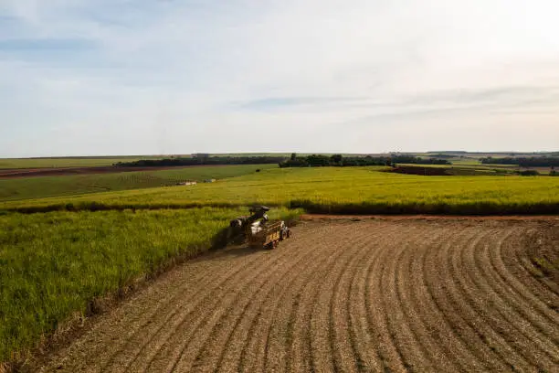 harvester and trailer in sugarcane field in sunny afternoon - drone view