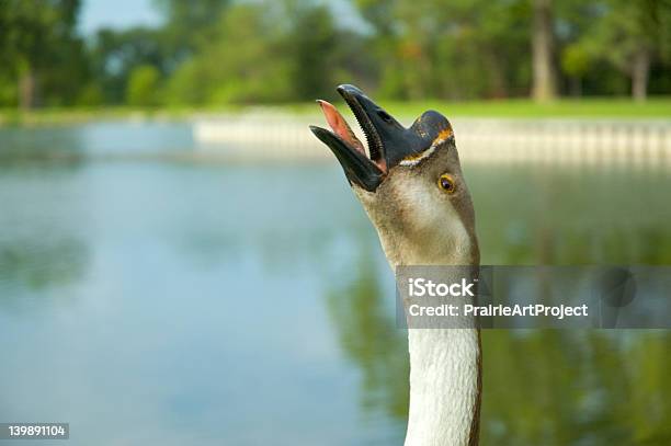 Foto de Sibilação Gander e mais fotos de stock de Animal de Fazenda - Animal de Fazenda, Ave doméstica, Bico