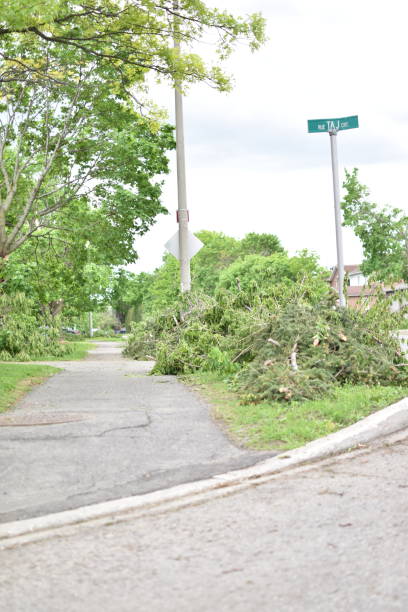 istock Destroyed Trees in Ottawa Neighborhood 1398911581