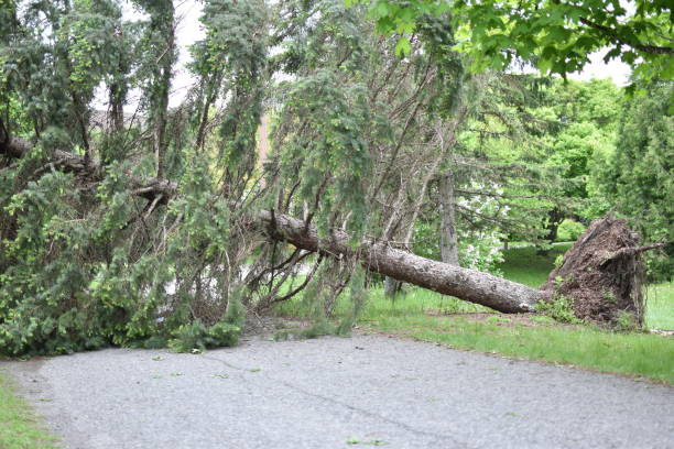 istock Destroyed Trees in Ottawa Neighborhood 1398911679