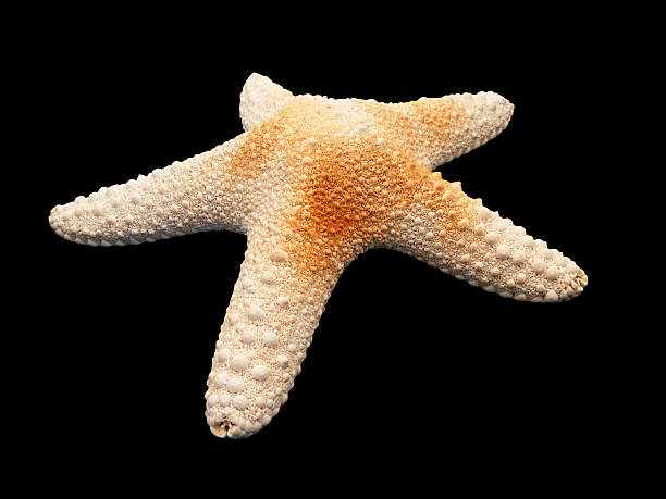 starfish with clipping path stock photo