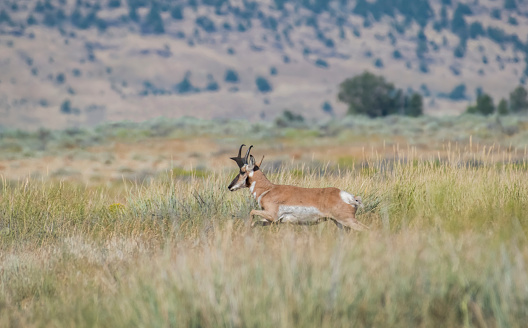Running Pronghorn Antelope in Northern California