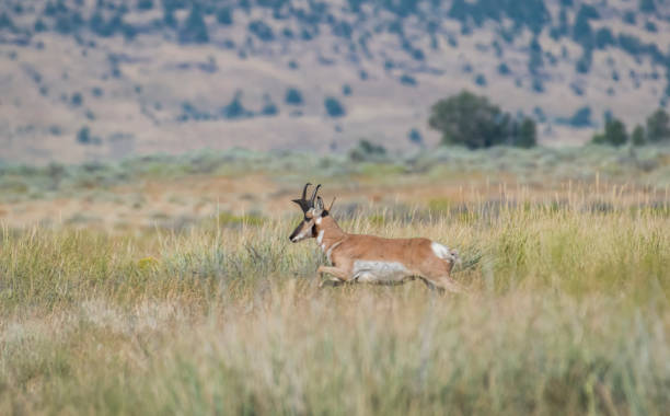 Running Pronghorn Antelope in Northern California stock photo