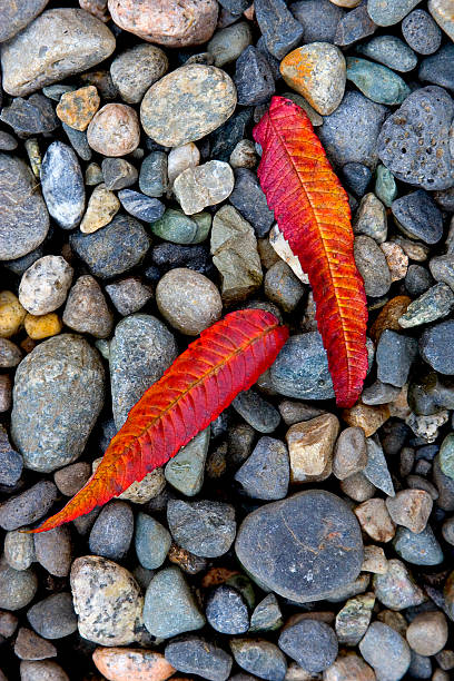 Czerwony jesień liście – zdjęcie
