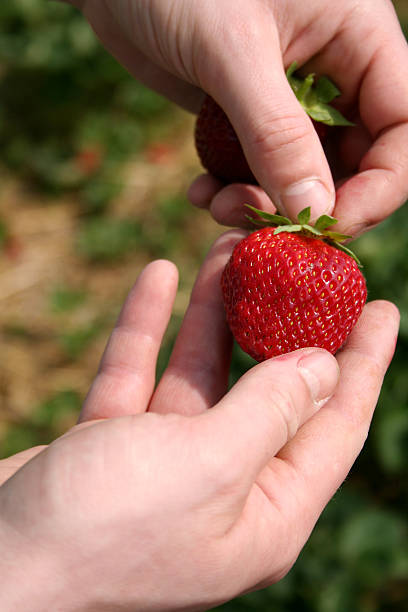 strawberrie stock photo