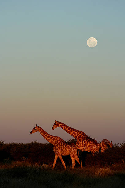 Full Moon and Giraffes stock photo