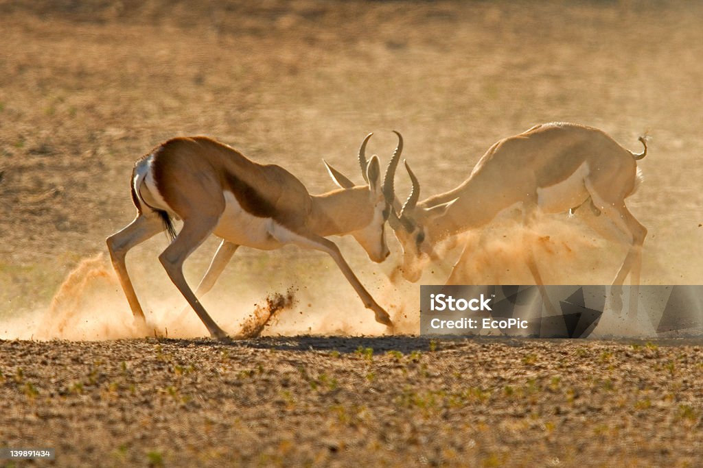 Springböcke kämpfen - Lizenzfrei Afrika Stock-Foto