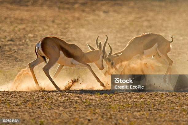 Springböcke Kämpfen Stockfoto und mehr Bilder von Afrika - Afrika, Aggression, Antilope